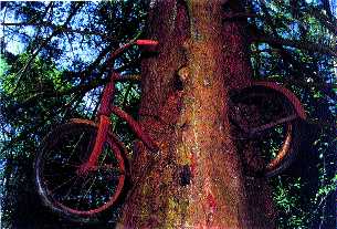 Fahrrad_Baum.jpg