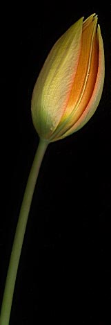tulip_whittallii1804.jpg