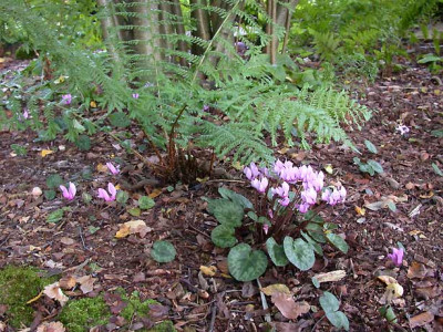 Cyclamen_purpurascens_2005_.jpg