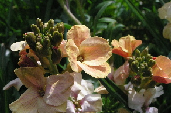 Duft-5.jpg
