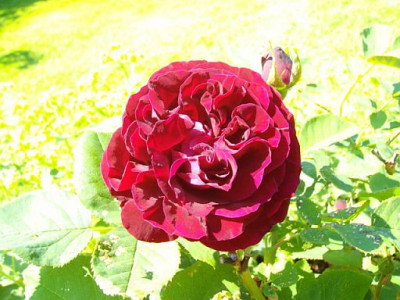 PrinceCamilledeRohan_a.jpg