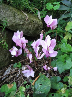 Cyclamen_hederifolium_Hortu.jpg