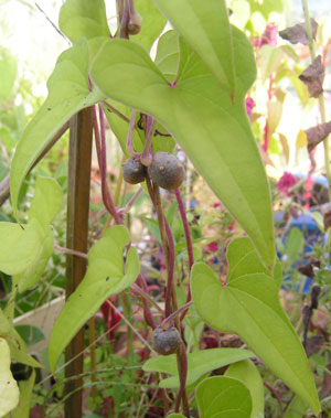 Diioscorea_sp.jpg