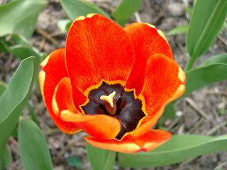 tulpe.20040419.12.jpg