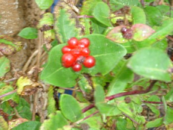 Beeren.JPG
