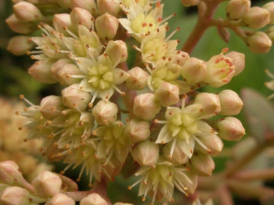 2005-08-20_sedum_spec_blueten.jpg