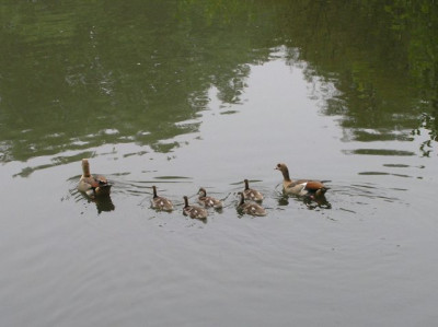 boga_Teich_2_210805.jpg