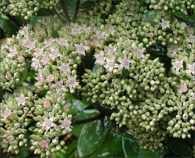 Sedum_Matrona.jpg