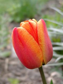 tulpe.20040419.1.jpg