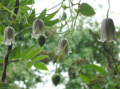 Clematis_Kaiu_210805.jpg