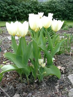 tulpe.20040419.9.jpg