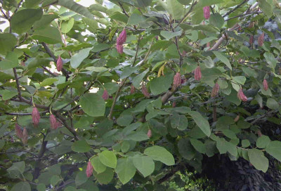 Magnolia_sieboldiiRimg0959.JPG