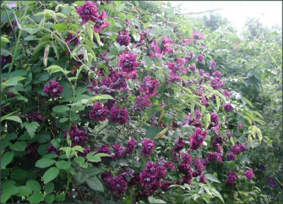 Purpurea_Plena_Elegans.jpg