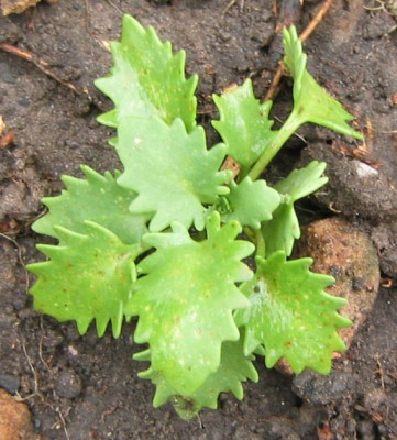 Sedum_populifolium_20050821.jpg