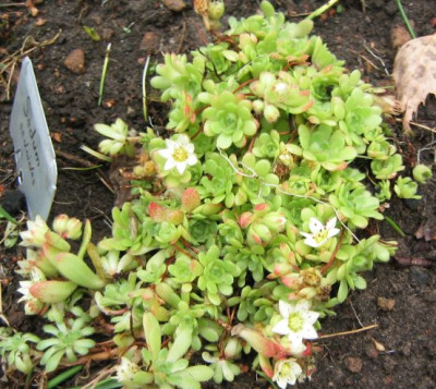 Sedum_sedoides_20050821.jpg