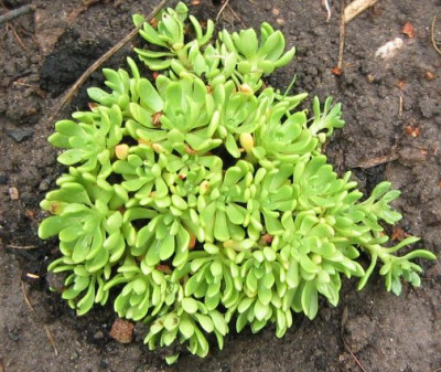 Rhodiola_trollii_20050821.JPG