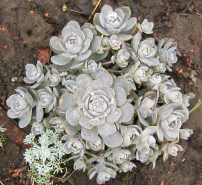 Orostachys_iwarenge_20050821.jpg
