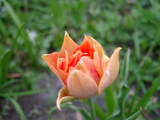 tulpe.20040418.1.jpg