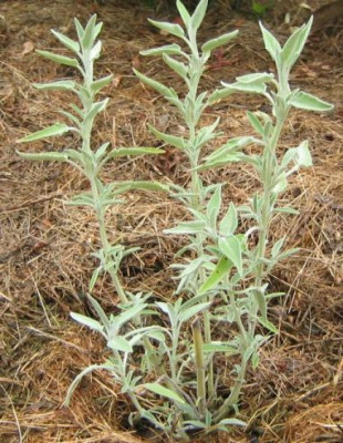 Salvia_officinalis_italienisch_20050821.jpg