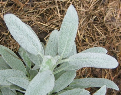 Salvia_officinalis_Marzipan_20050821.jpg