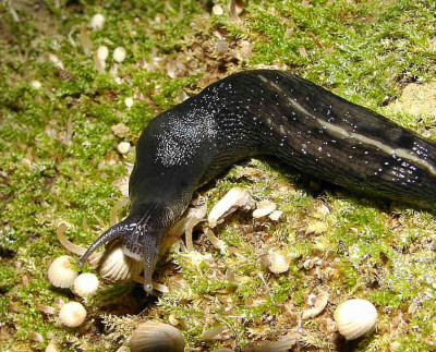 Nacktschnecke_klein2.jpg