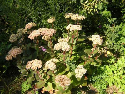 Sedum_Matrona_a.JPG