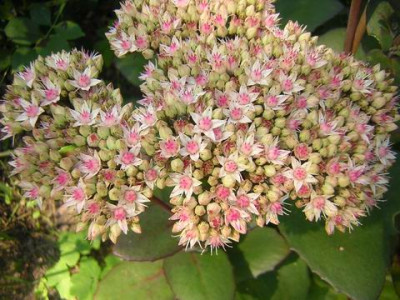 Sedum_Matrona1aa.JPG