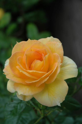DSC_0009_Medium.JPG
