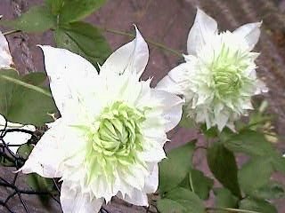 C.FloridaPlenaAlba.JPG
