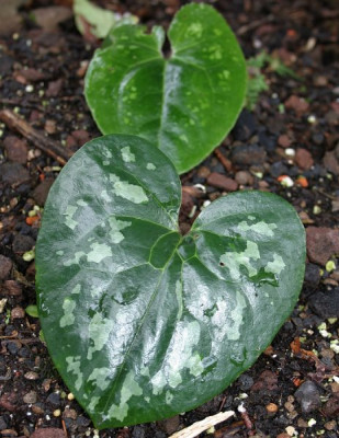 IMG_0940_eAsarum_maximum_Blatt.JPG