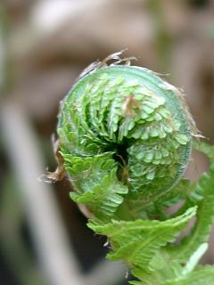 farn1.20040419.jpg