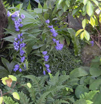 Gentiana_asclepiadeaRimg0940.JPG