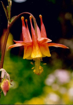Aquilegia_canadensis.jpg