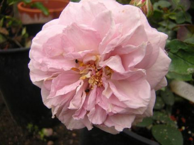 Rodaun_Violet1a.JPG