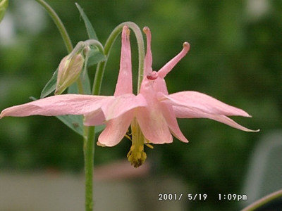 05190051_eAquilegia_hybrid.JPG