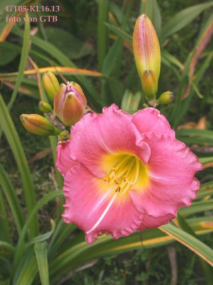 GT05-KL16.130011.jpg