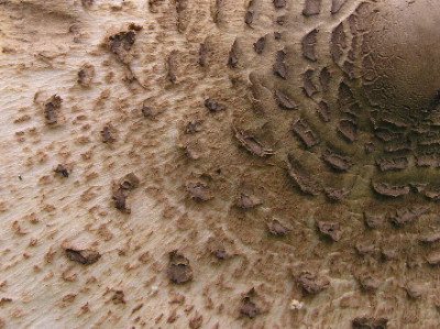 Parasol-Aug-1.jpg