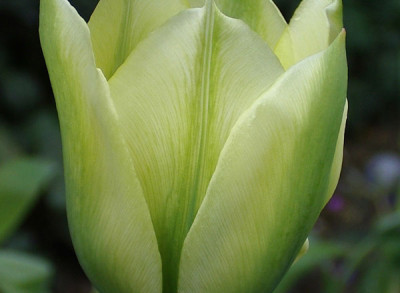 Spring-Green-Aus.jpg