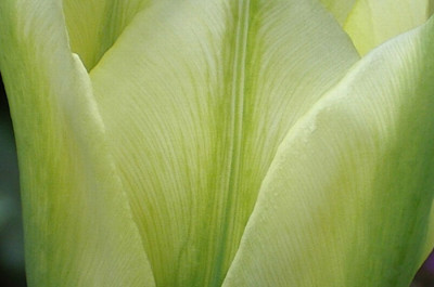 Spring-Green-Aus3.jpg