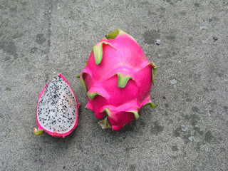 frucht.gif