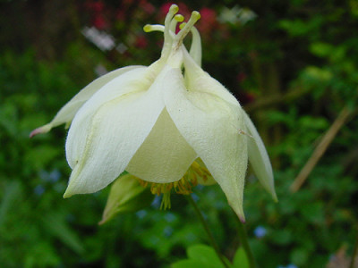 aquilegia_fragrans.jpg