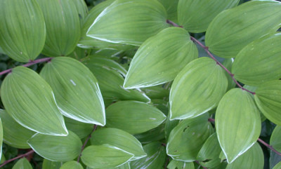 Salomonssiegel_S_6786_92.jpg