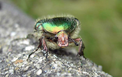 Rosenkaefer2.jpg