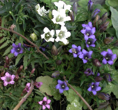 Gentiana_scabra.jpg