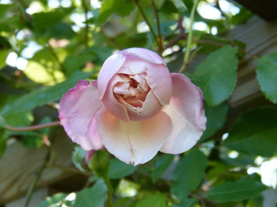 2015-06-05 Rose 'Emmanuella de Mouchy'.jpg