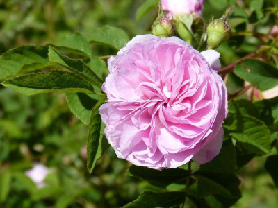 2015-06-05 Rose 'Blush Hip'.jpg
