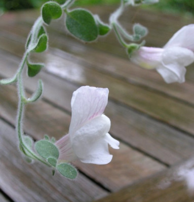 Antirrhinum_hispanicum_250805.jpg