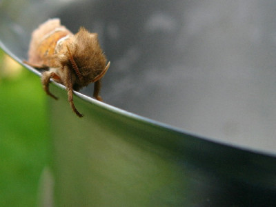 Ampfer-Aug-2.jpg