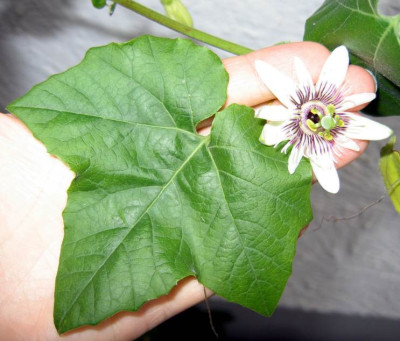 Morifolia.jpg