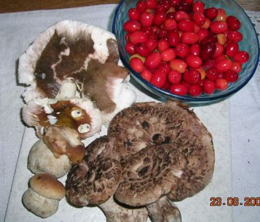 Wald_-Fund_23.8.05.jpg